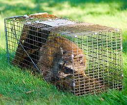 FUMIGACION DE JARDINES EN MEXICO ,FUMIGACION EN EL JARDIN
